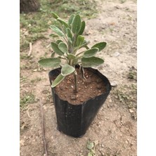 Mimoza Adaçayı Fidanı Fidesi Tüplü 1 Adet 15-25 cm