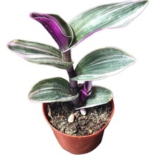 SOcactus Tradescantia Zebrina Kaktüs Sukulent