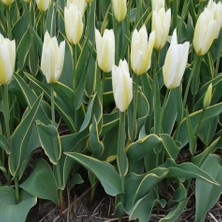 Tacirdepoticaret Purissima Desing Beyaz Büyük Lale Soğanı (5 Adet)