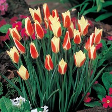 Tacirdepoticaret Uzun Miskodeed Büyük Baş Lale Soğanı (5 Adet)