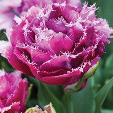 Tacirdepoticaret Brest Yoğun Pembe Fırfırlı Lale Soğanı (5 Adet)