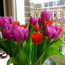 Tacirdepoticaret Cam Güzeli Holland Beauty Lale Soğanı (5 Adet)