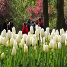 Tacirdepoticaret Beyaz Aşk Agrass Lale Soğanı (5 Adet)