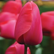 Tacirdepoticaret Pembe Acropolis Lale Soğanı (5 Adet)