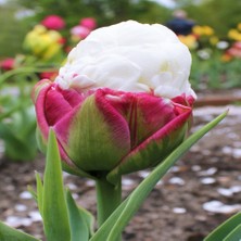 Tacirdepoticaret Ice Cream Beyaz Kaymak Lale Soğanı (2 Adet)