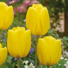 Tacirdepoticaret Sarı Apoldern Lale Soğanı (5 Adet)