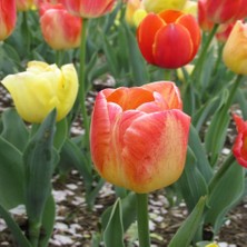 Tacirdepoticaret Gudoshnik Kırmızı Beyaz Lale Soğanı (5 Adet)