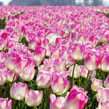 Tacirdepoticaret Etkileyici First Class Lale Soğanı (5 Adet)