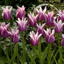 Tacirdepoticaret Dev Başlı Ballade Lale Soğanı (5 Adet)