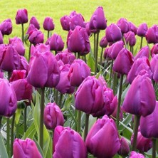 Tacirdepoticaret Estetik Negrita Mor Lale Soğanı (5 Adet)