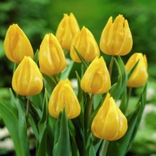 Tacirdepoticaret Japon Güzeli Yokohama Sarı Lale Soğanı (5 Adet)