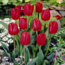 Tacirdepoticaret Prominence Kırmızı Lale Soğanı (5 Adet)