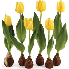 Tacirdepoticaret Yellow Jan Van Nes Lale Soğanı (5 Adet)