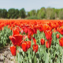 Tacirdepoticaret Orenge Veronique Sanson Lale Soğanı (5 Adet)