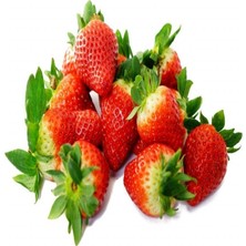 Tacirdepoticaret Saksıda Yetişebilen Çilek Fidesi-20 Adet