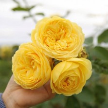 Tacirdepoticaret Tüplü Yediveren Lemon Pompon Gül Fidanı