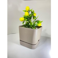 Saksı Dünyası Begonya 13 cm Sütlü Kahve Kare Tabaklı Saksı