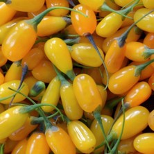Reyon Ermenek Tüplü Altuni Amber Sweet Gold Sarı Goji Berry Fidanı