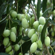 Reyon Ermenek Tüplü Aşılı Tam Bodur Koroneiki Zeytin Fidanı