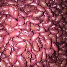 Karahasanoğlu Tarım Perolar Uzun-Enli Erkenci Fasulye Tohumu (Ilaçlı Tohum)