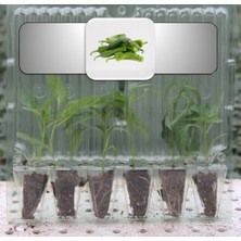 Fide Vadisi Üçburun (Köy) Biber Fidesi (6 Lı Ambalaj)