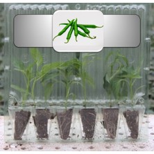 Fide Vadisi Yeşil Cin Biber Fidesi (6 Lı Ambalaj)