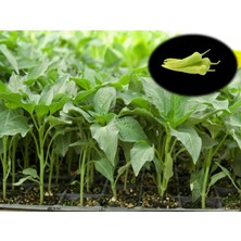 Fide Vadisi 104  Luk Çarliston Biber Fidesi