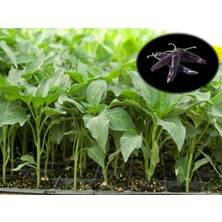 Fide Vadisi  104 Luk Mor Cin Biber Fidesi