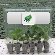 Fide Vadisi Oturak Salatalık (Hıyar) Fidesi (6’lı Ambalaj)