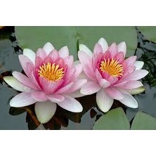 5 Adet Tohum Nadir Bulunan Pembe Lotus Çiçeği Tohumu Lotus Su Çiçeği Tohumu Nilüfer Çiçeği Tohumu