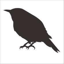 Technopa Kuş Folyo Sticker 91 50 cm Uzunluk