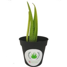 Akdeniz Aloe Vera Fidan 15-20 cm