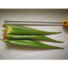 Akdeniz Aloe Vera Jel Için 500 gr Taze Yaprak