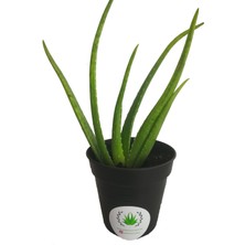 Akdeniz Aloe Vera Fidan 30-40 cm Saksılı