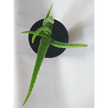 Akdeniz Aloe Vera Fidan 30-40 cm Saksılı