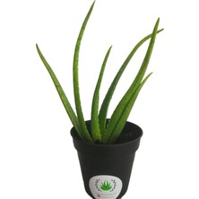 Akdeniz Aloe Vera Fidan 15-20 cm Saksılı