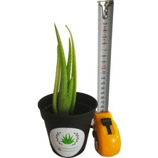 Akdeniz Aloe Vera Fidan 15-20 cm Saksılı