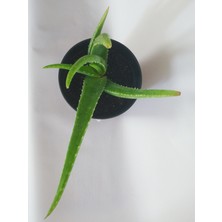 Akdeniz Aloe Vera Fidan 15-20 cm Saksılı