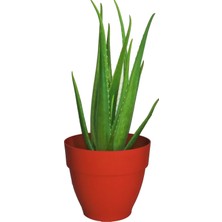 Akdeniz Aloe Vera Barbadensis Miller Fidan 40-50 cm