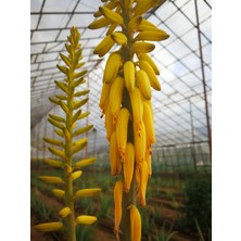 Akdeniz Aloe Vera Barbadensis Miller Fidan 40-50 cm