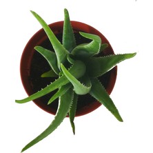 Akdeniz Aloe Vera Fidan 50-60 cm