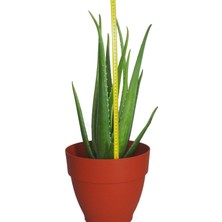 Akdeniz Aloe Vera Fidan 50-60 cm