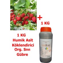YAYLA TARIM 15 Adet Rubygem Açık Kök Çilek Fidesi+1 kg Humik Köklendirici Gübre