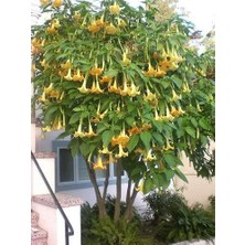 Serdar Çam Tohumculuk Ithal Nadir Sarı Angel Trumpet Tohumu Meleklerin Borozanı Çiçeği Tohumu
