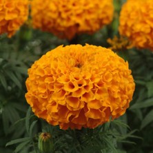 Fide Vadisi Top Kadife Çiçek Tohumu Turuncu Renk – Tagetes Erecta Orange (~ Takribi 50 Tohum)