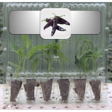 Fide Vadisi Mor Cin Biber Fidesi (6 Lı Ambalaj)