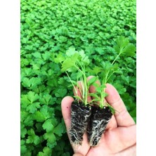 Fide Vadisi Maydanoz Fidesi (6’lı Ambalaj)