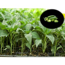 Fide Vadisi 210 Luk Jalopen Biber Fidesi