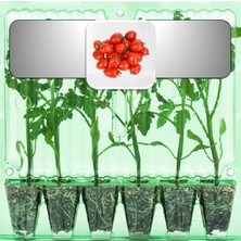 Fide Vadisi Çeri-Kokteyl Domates Fidesi (6’lı Ambalaj)