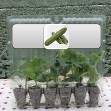 Fide Vadisi Kabak (Siyah) Fidesi (6’lı Ambalaj)